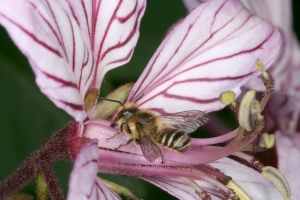 Diptam (Dictamnus albus) mit einer Wildbiene